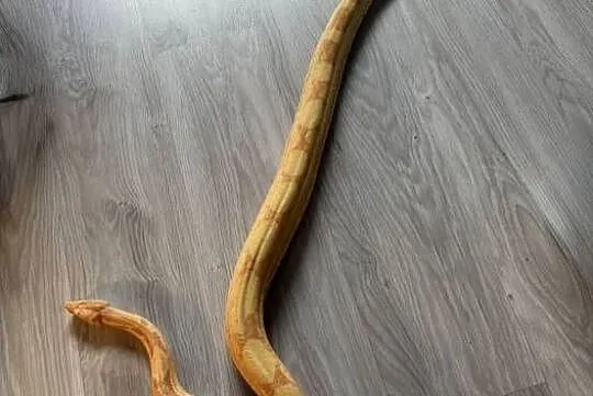 Boa Imperator Sunglow Kahl, Kujawsko-pomorskie, Bydgoszcz