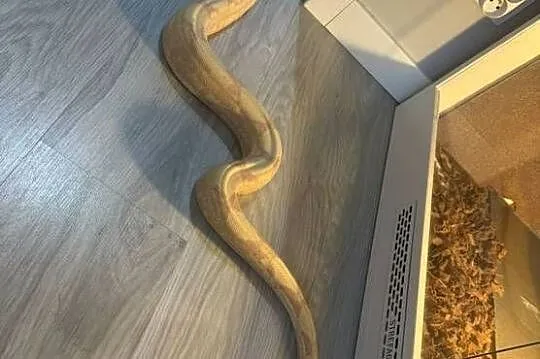 Boa Imperator Sunglow Kahl, Kujawsko-pomorskie, Bydgoszcz