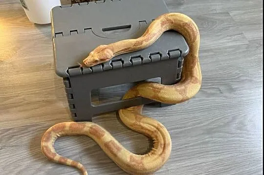 Boa Imperator Sunglow Kahl, Kujawsko-pomorskie, Bydgoszcz