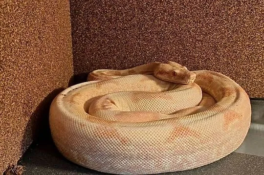 Boa Imperator Sunglow Kahl, Kujawsko-pomorskie, Bydgoszcz