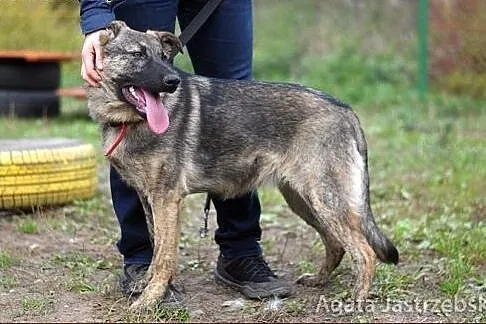 Koka - wilczasta, roczna, wyjątkowa suczka :),  wa