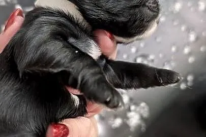 Szczenięta shih tzu z genem blue