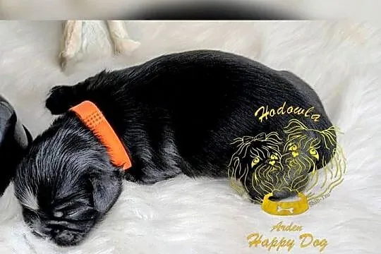 Szczenięta shih tzu z genem blue, Śląskie, Zawiercie