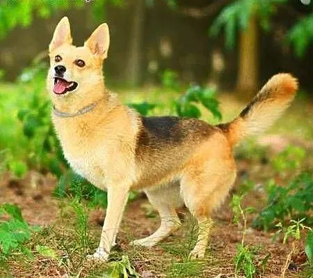 FABIA – 3-letnia, wesoła i kochana trójłapka; do adopcji, łódzkie Łódź, Łódzkie, Łódź