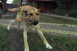 Maciek duży,  energiczny fajny pies,  łódzkie Łódź, Łódź