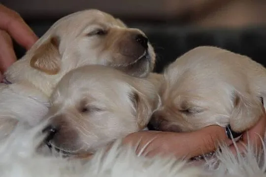 Golden Retriever szczenięta Zkwp fci, Mazowieckie, Łochów