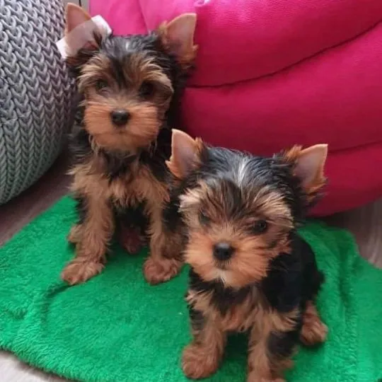 Psy i szczenięta Yorkshire Terrier dostępne do odbioru., Śląskie, Zabrze