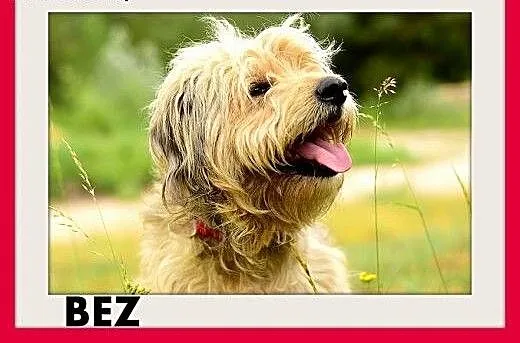 BEZ,pon mix,średni,łagodny,spokojny kudłaty piesek
