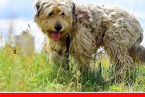 BEZ,pon mix,średni,łagodny,spokojny kudłaty piesek