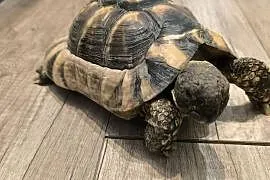 Żółw obrzeżony (testudo marginata)