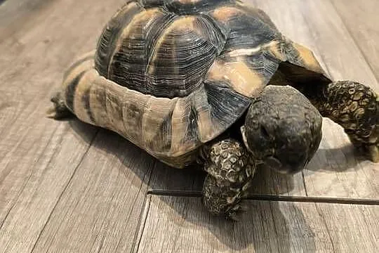 Żółw obrzeżony (testudo marginata), Dolnośląskie, Wrocław