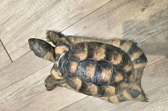 Żółw obrzeżony (testudo marginata), Dolnośląskie, Wrocław