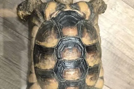 Żółw obrzeżony (testudo marginata), Dolnośląskie, Wrocław
