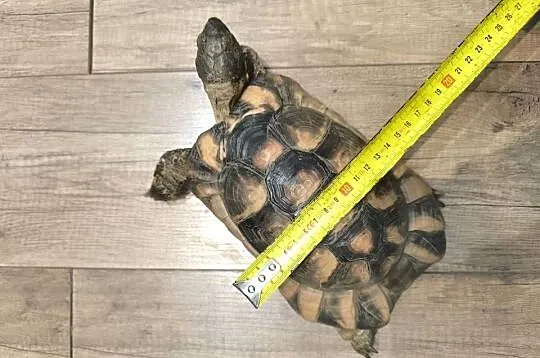 Żółw obrzeżony (testudo marginata), Dolnośląskie, Wrocław