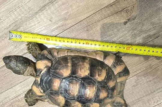 Żółw obrzeżony (testudo marginata), Dolnośląskie, Wrocław
