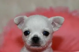 Chihuahua chłopcy! ZKwP FCI