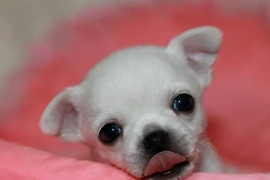 Chihuahua chłopcy! ZKwP FCI, Zachodniopomorskie, Świnoujście