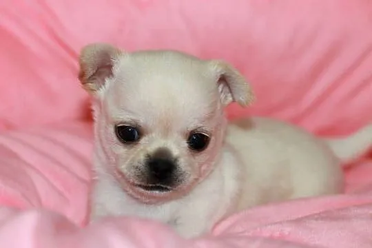 Chihuahua chłopcy! ZKwP FCI, Zachodniopomorskie, Świnoujście