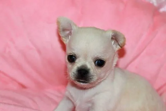 Chihuahua chłopcy! ZKwP FCI, Zachodniopomorskie, Świnoujście