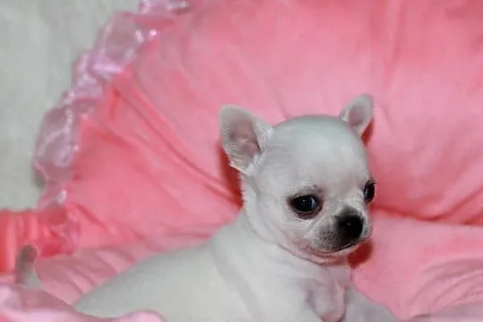 Chihuahua chłopcy! ZKwP FCI, Zachodniopomorskie, Świnoujście