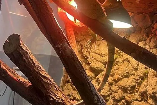Legwan zielony z terrarium, Mazowieckie, Warszawa