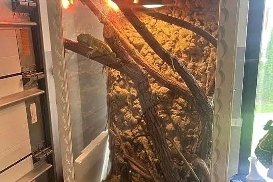 Legwan zielony z terrarium, Mazowieckie, Warszawa
