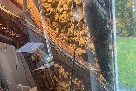 Legwan zielony z terrarium, Mazowieckie, Warszawa