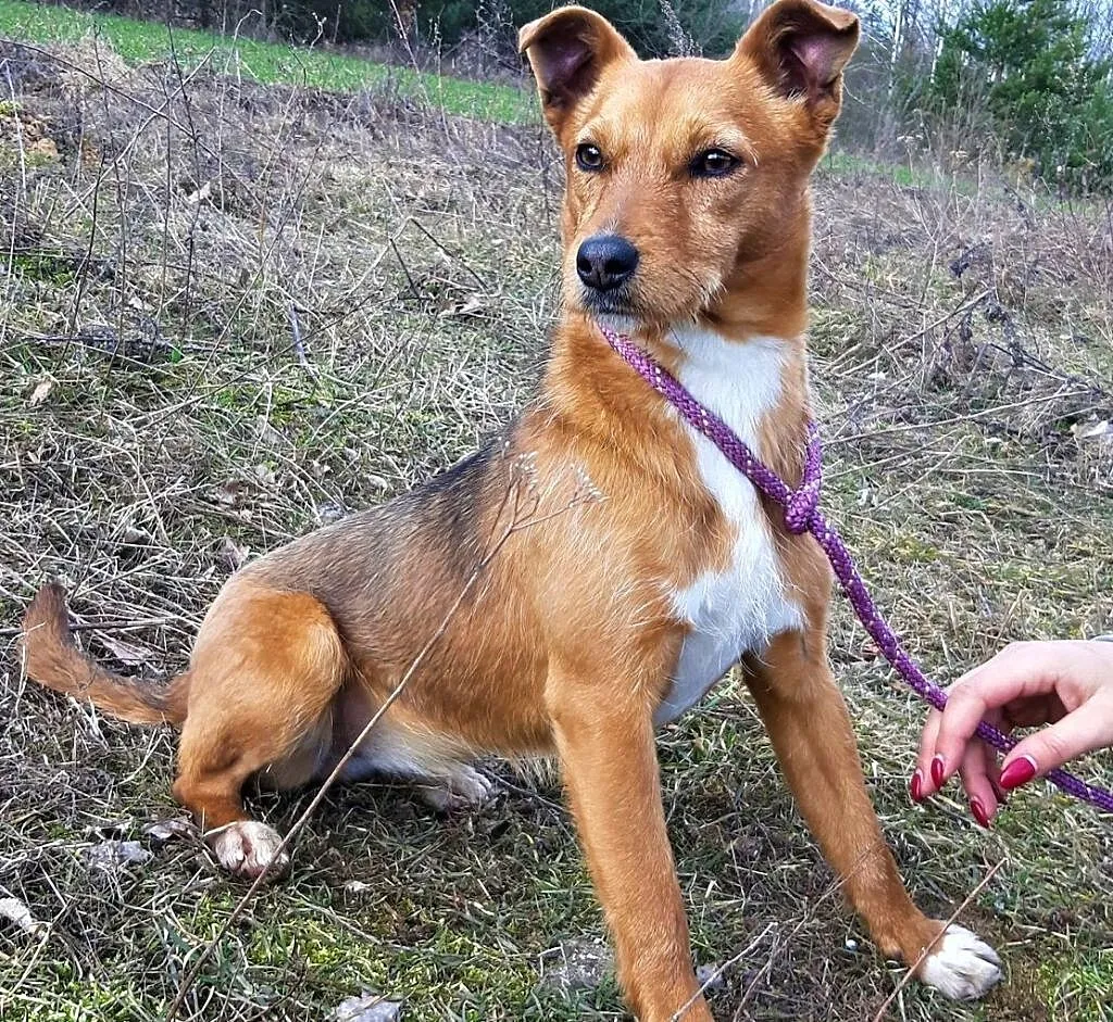 ISKIERKA - 5 miesięczna, wesoła, energiczna sunia, mix terreira do adopcji, Mazowieckie, Warszawa