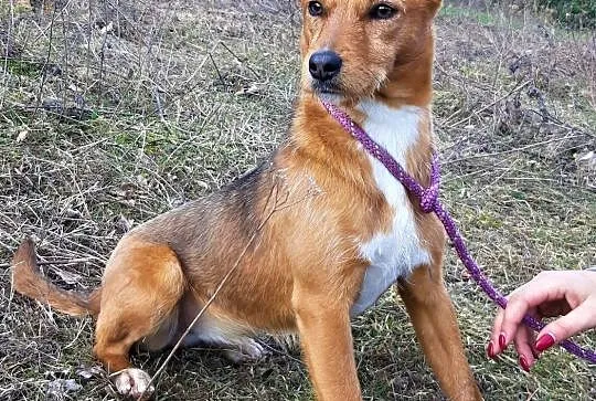ISKIERKA - 5 miesięczna, wesoła, energiczna sunia, mix terreira do adopcji, Mazowieckie, Warszawa