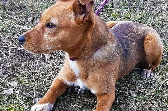 ISKIERKA - 5 miesięczna, wesoła, energiczna sunia, mix terreira do adopcji, Mazowieckie, Warszawa