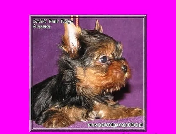 SAGA - suczka 0,9 kg , york , yorki , rodowód ZKwP