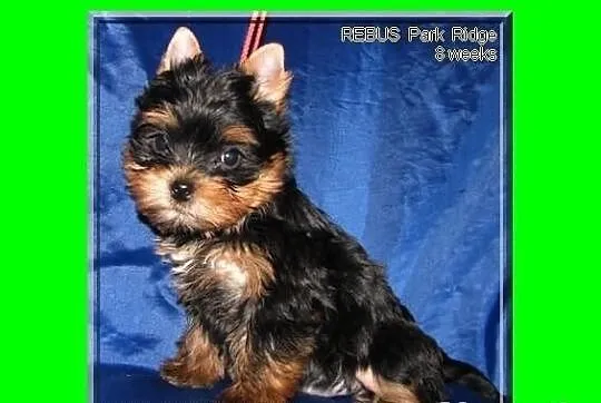 SAGA - suczka 0,9 kg , york , yorki , rodowód ZKwP