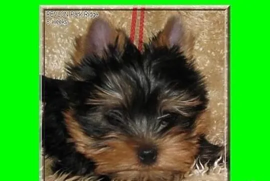 SAGA - suczka 0,9 kg , york , yorki , rodowód ZKwP