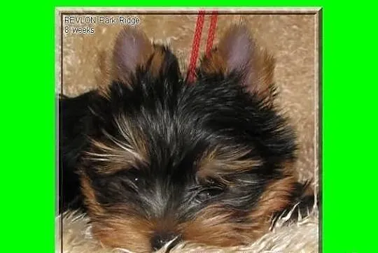 SAGA - suczka 0,9 kg , york , yorki , rodowód ZKwP