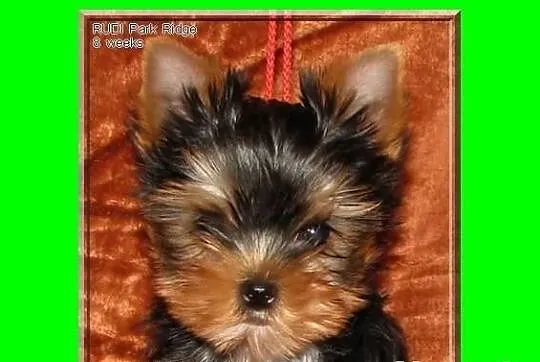 SAGA - suczka 0,9 kg , york , yorki , rodowód ZKwP