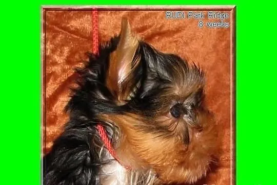 SAGA - suczka 0,9 kg , york , yorki , rodowód ZKwP