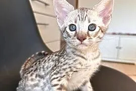 Savannah F5