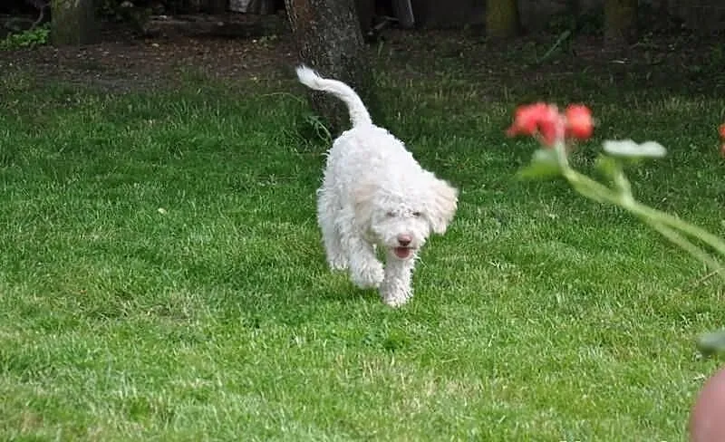 Lagotto romagnolo - elitarne szczenięta