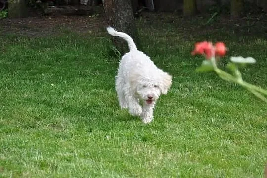 Lagotto romagnolo - elitarne szczenięta
