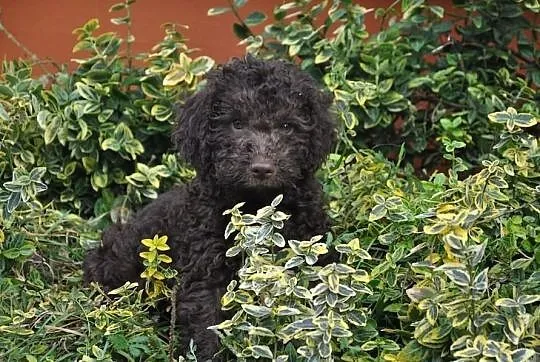 Lagotto romagnolo - elitarne szczenięta