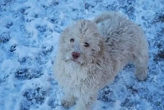 Lagotto romagnolo - elitarne szczenięta