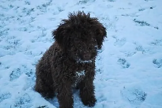Lagotto romagnolo - elitarne szczenięta