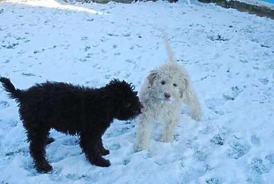 Lagotto romagnolo - elitarne szczenięta