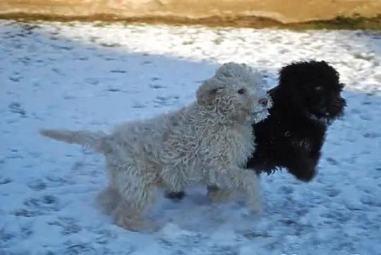 Lagotto romagnolo - elitarne szczenięta