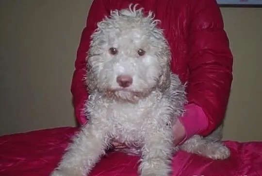 Lagotto romagnolo - elitarne szczenięta
