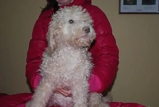 Lagotto romagnolo - elitarne szczenięta