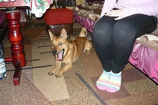 Czarne  chmury nad Maksem. Pilny dom!,  Kundelki c