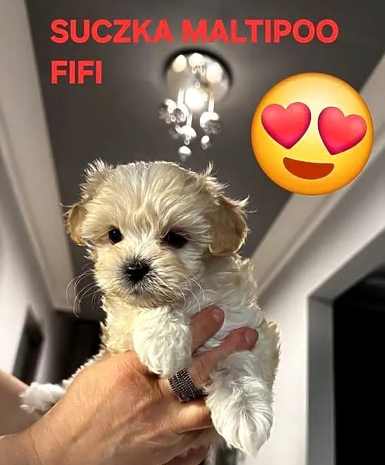 Maltipoo suczki, Kujawsko-pomorskie, Inowrocław
