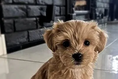 Maltipoo suczki, Kujawsko-pomorskie, Inowrocław