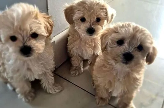 Maltipoo suczki, Kujawsko-pomorskie, Inowrocław
